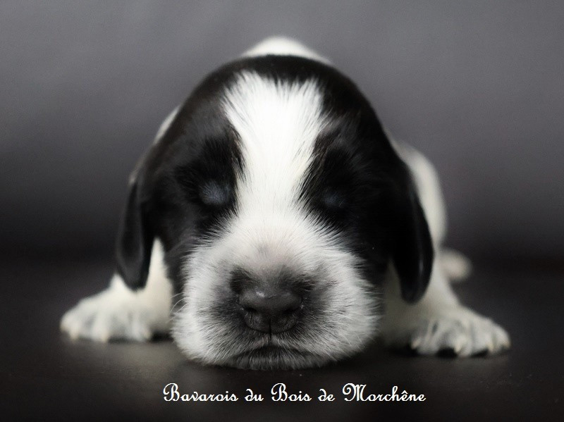 Du Bois De Morchène - Chiots disponibles - Cocker Spaniel Anglais