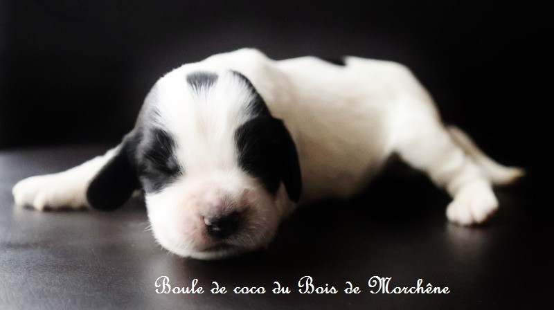 Du Bois De Morchène - Chiots disponibles - Cocker Spaniel Anglais