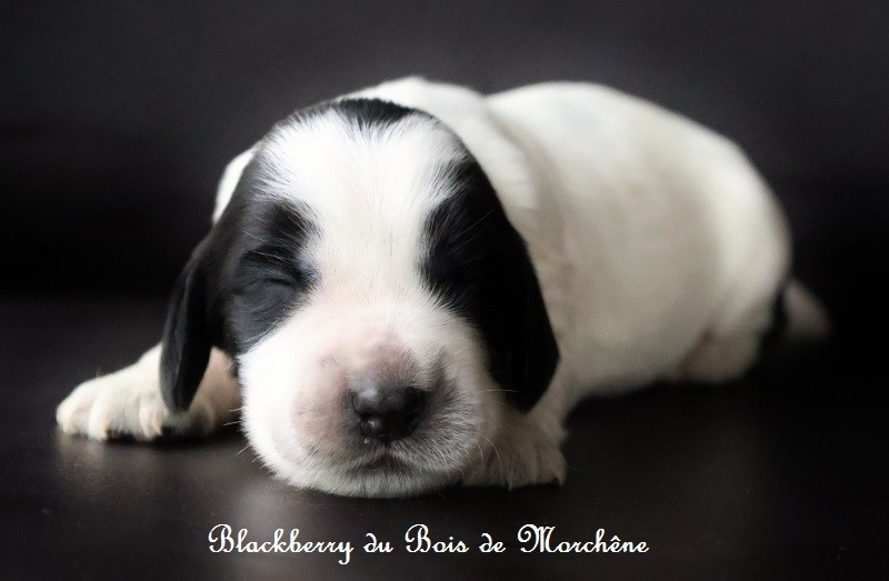 Du Bois De Morchène - Chiots disponibles - Cocker Spaniel Anglais