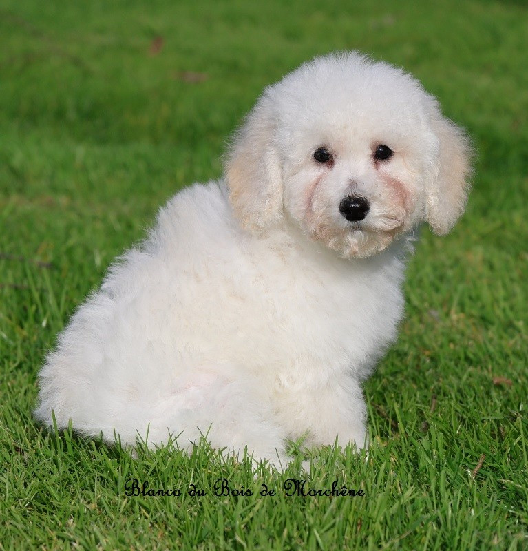 Du Bois De Morchène - Chiots disponibles - Caniche