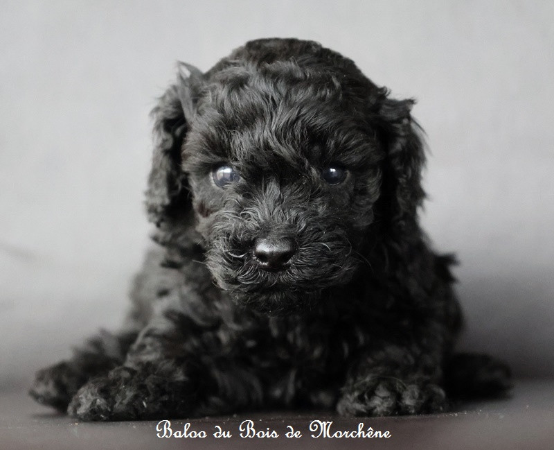 Du Bois De Morchène - Chiots disponibles - Caniche
