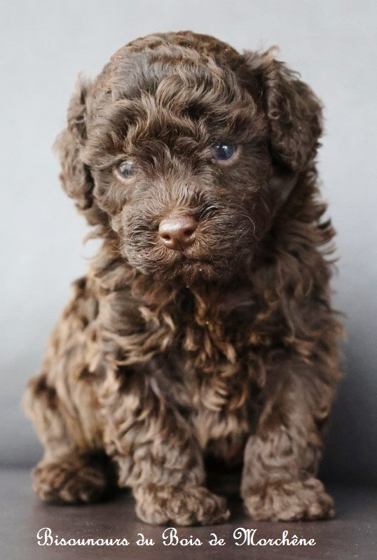 Du Bois De Morchène - Chiots disponibles - Caniche