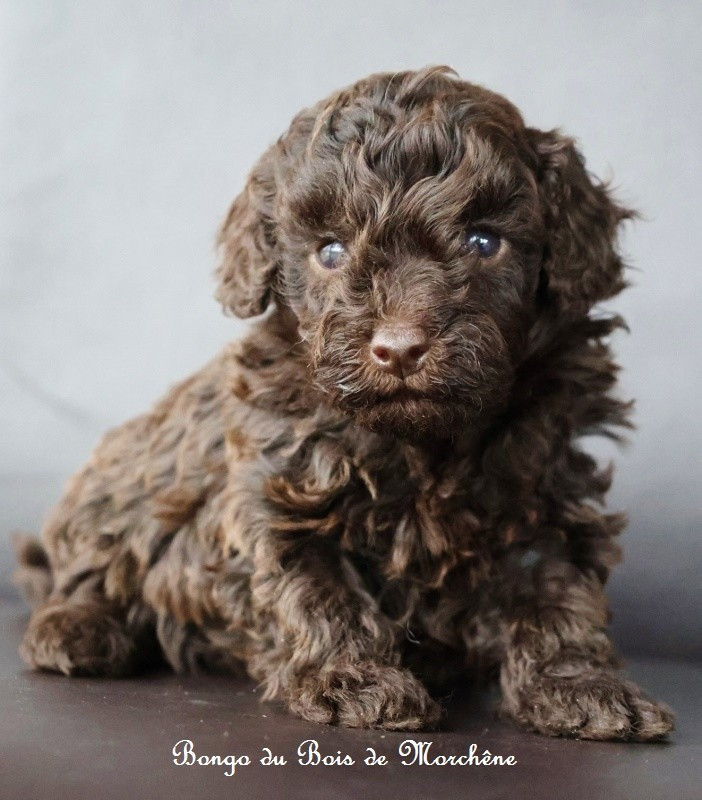 Du Bois De Morchène - Chiots disponibles - Caniche