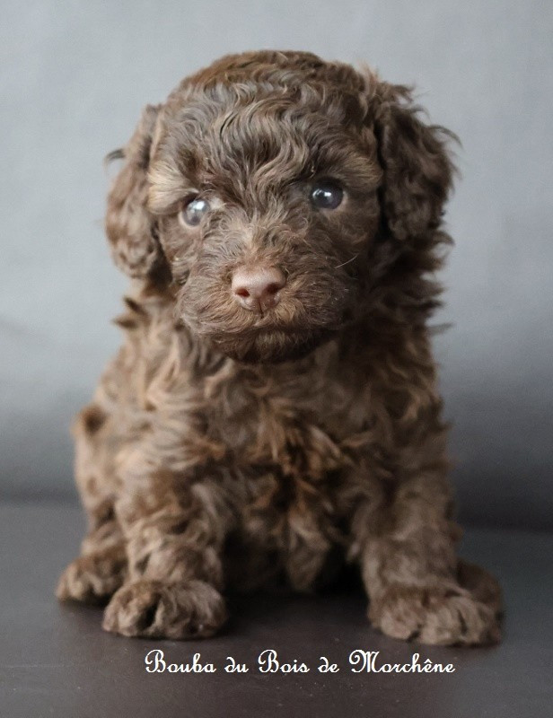 Du Bois De Morchène - Chiots disponibles - Caniche