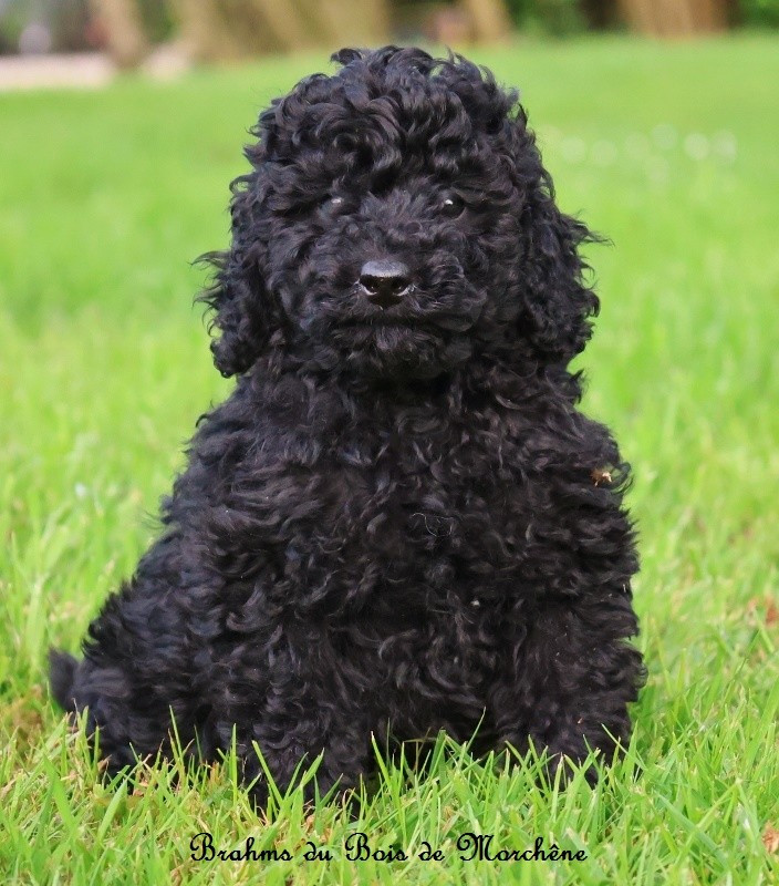 Du Bois De Morchène - Chiots disponibles - Caniche