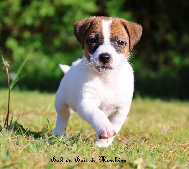 Du Bois De Morchène - Chiots disponibles - Jack Russell Terrier