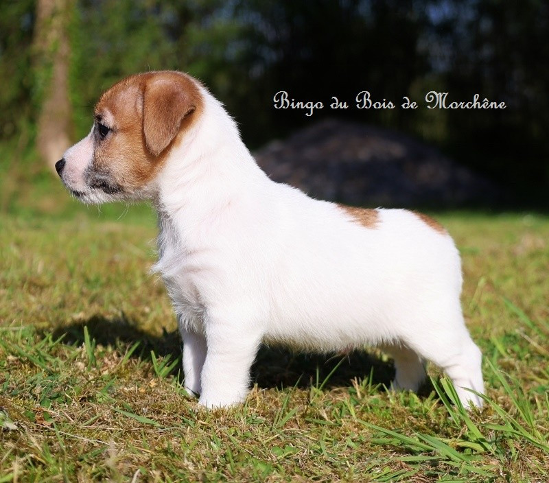 Du Bois De Morchène - Chiots disponibles - Jack Russell Terrier