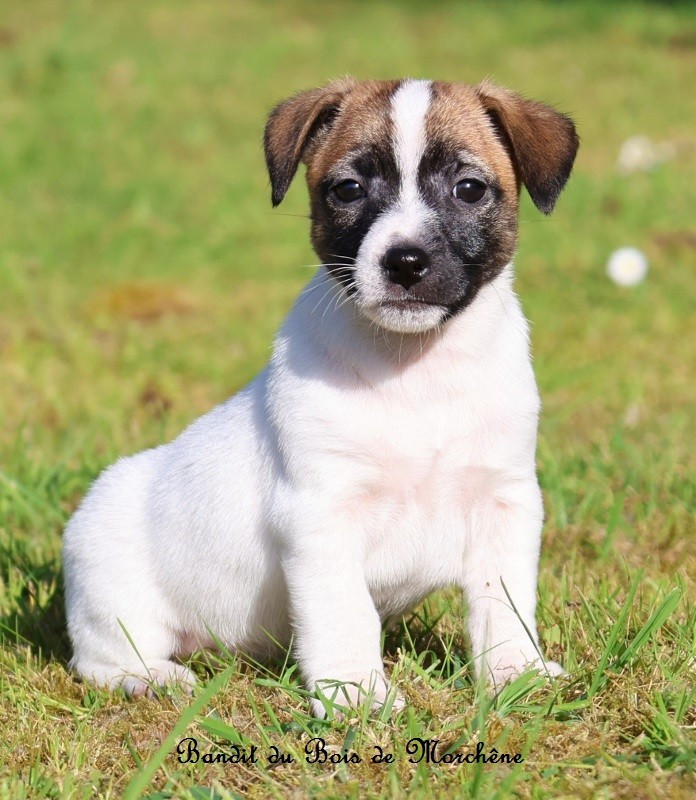 Du Bois De Morchène - Chiots disponibles - Jack Russell Terrier