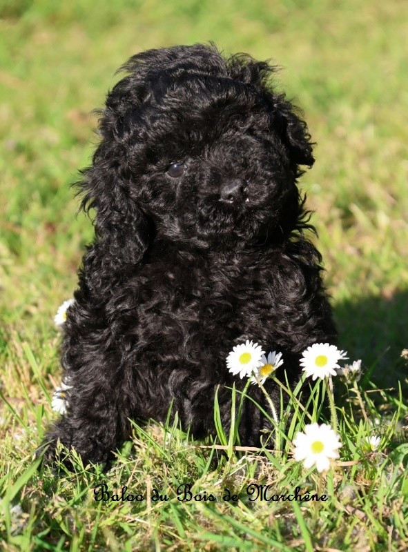 Du Bois De Morchène - Chiots disponibles - Caniche