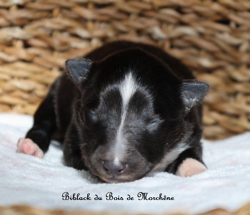 Du Bois De Morchène - Chiots disponibles - Shetland Sheepdog