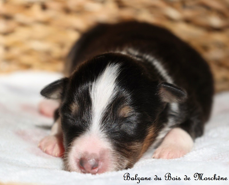 Du Bois De Morchène - Chiots disponibles - Shetland Sheepdog