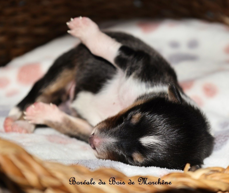 Du Bois De Morchène - Chiots disponibles - Shetland Sheepdog