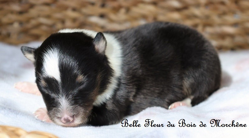 Du Bois De Morchène - Chiots disponibles - Shetland Sheepdog