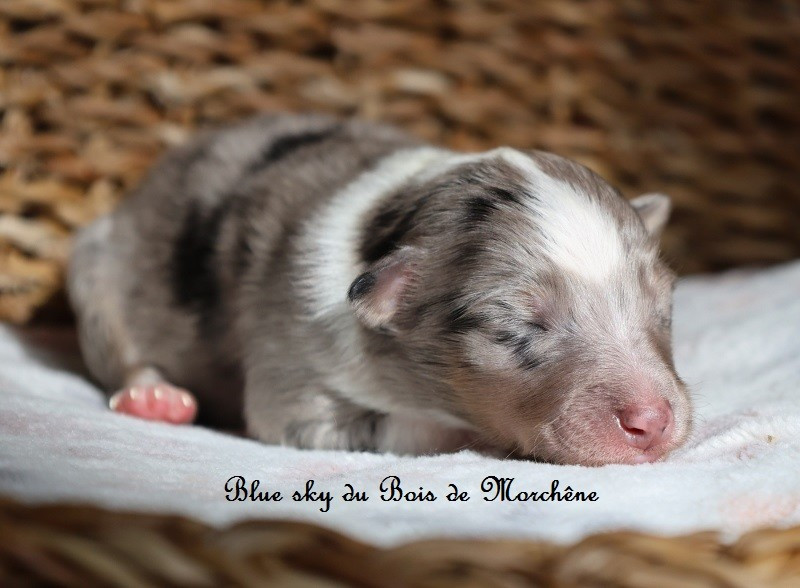 Du Bois De Morchène - Chiots disponibles - Shetland Sheepdog