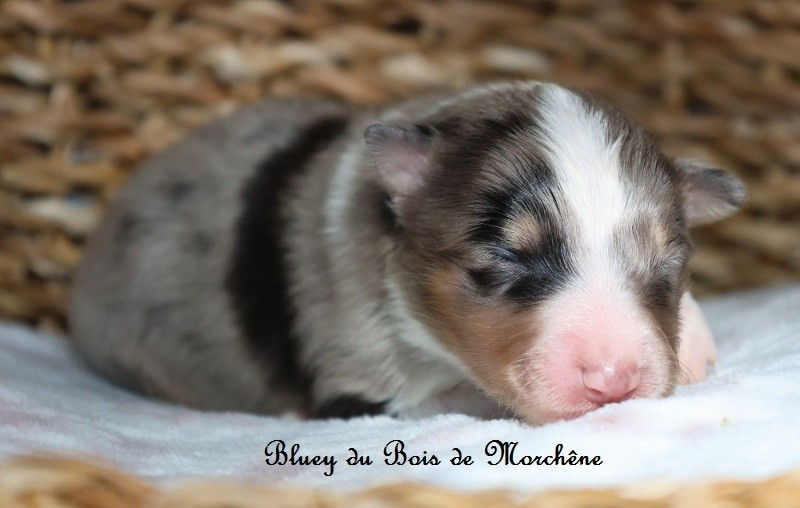 Du Bois De Morchène - Chiots disponibles - Shetland Sheepdog