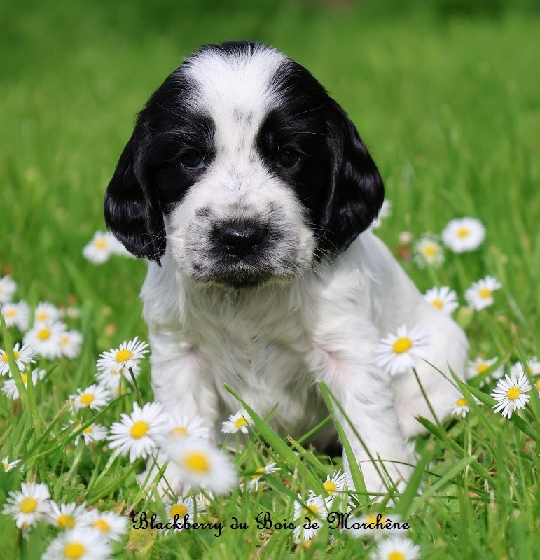 Du Bois De Morchène - Chiots disponibles - Cocker Spaniel Anglais