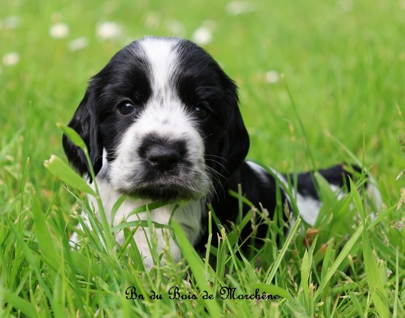 Du Bois De Morchène - Chiots disponibles - Cocker Spaniel Anglais