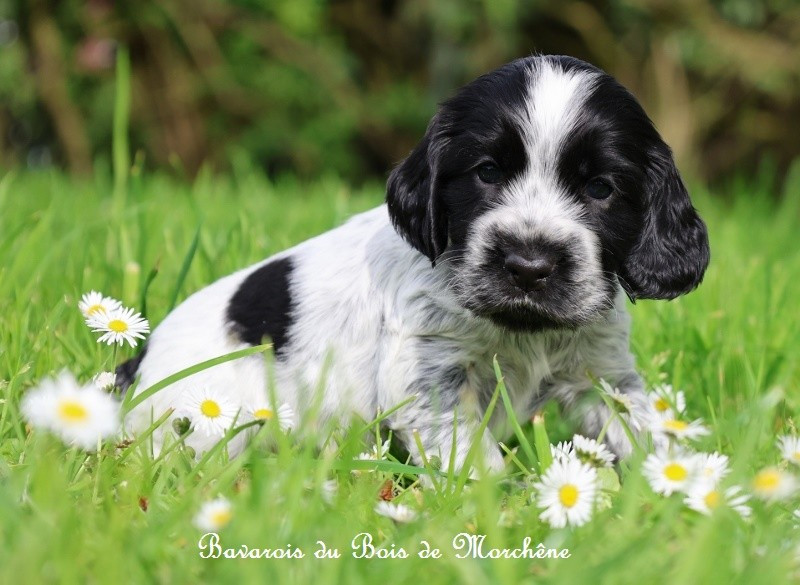 Du Bois De Morchène - Chiots disponibles - Cocker Spaniel Anglais