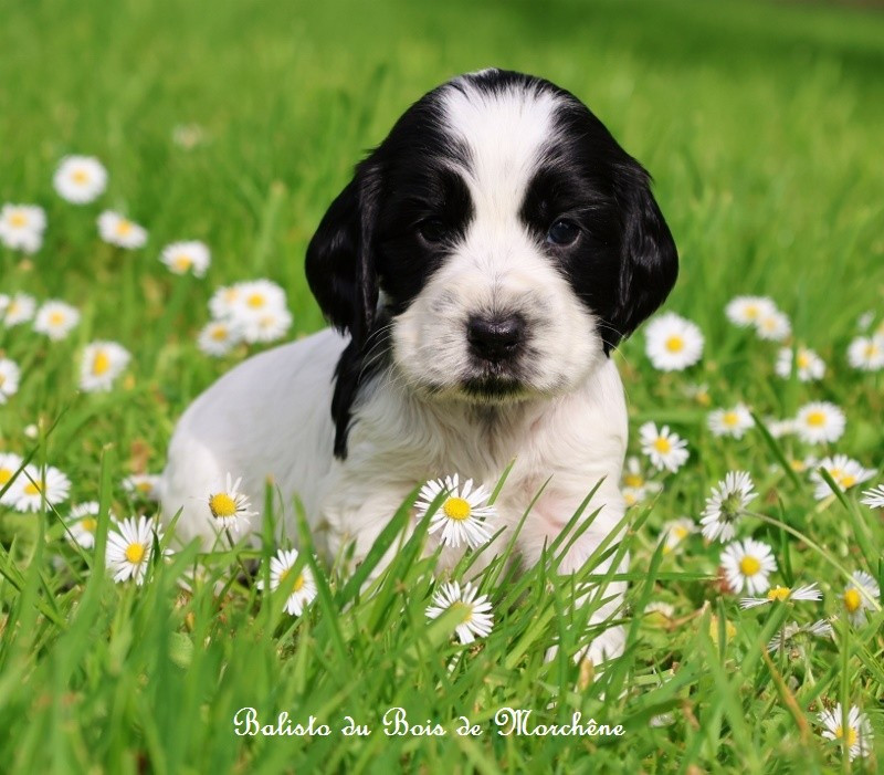 Du Bois De Morchène - Chiots disponibles - Cocker Spaniel Anglais