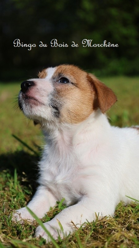 Chiot Jack Russell Terrier Du Bois De Morchène
