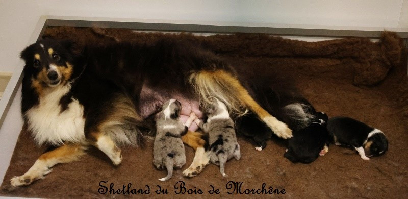 Du Bois De Morchène - Shetland Sheepdog - Portée née le 12/04/2026