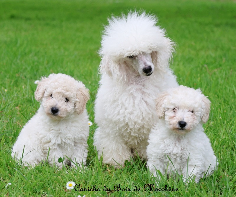 Chiot Caniche Du Bois De Morchène