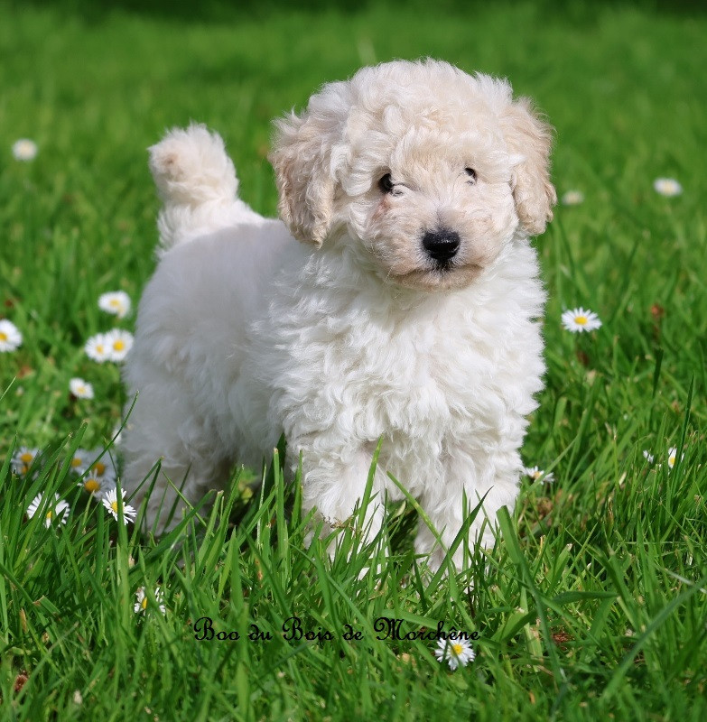 Du Bois De Morchène - Chiots disponibles - Caniche