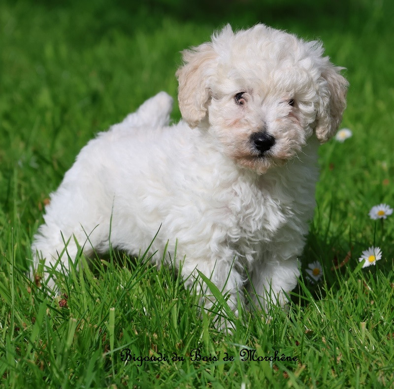 Du Bois De Morchène - Chiots disponibles - Caniche