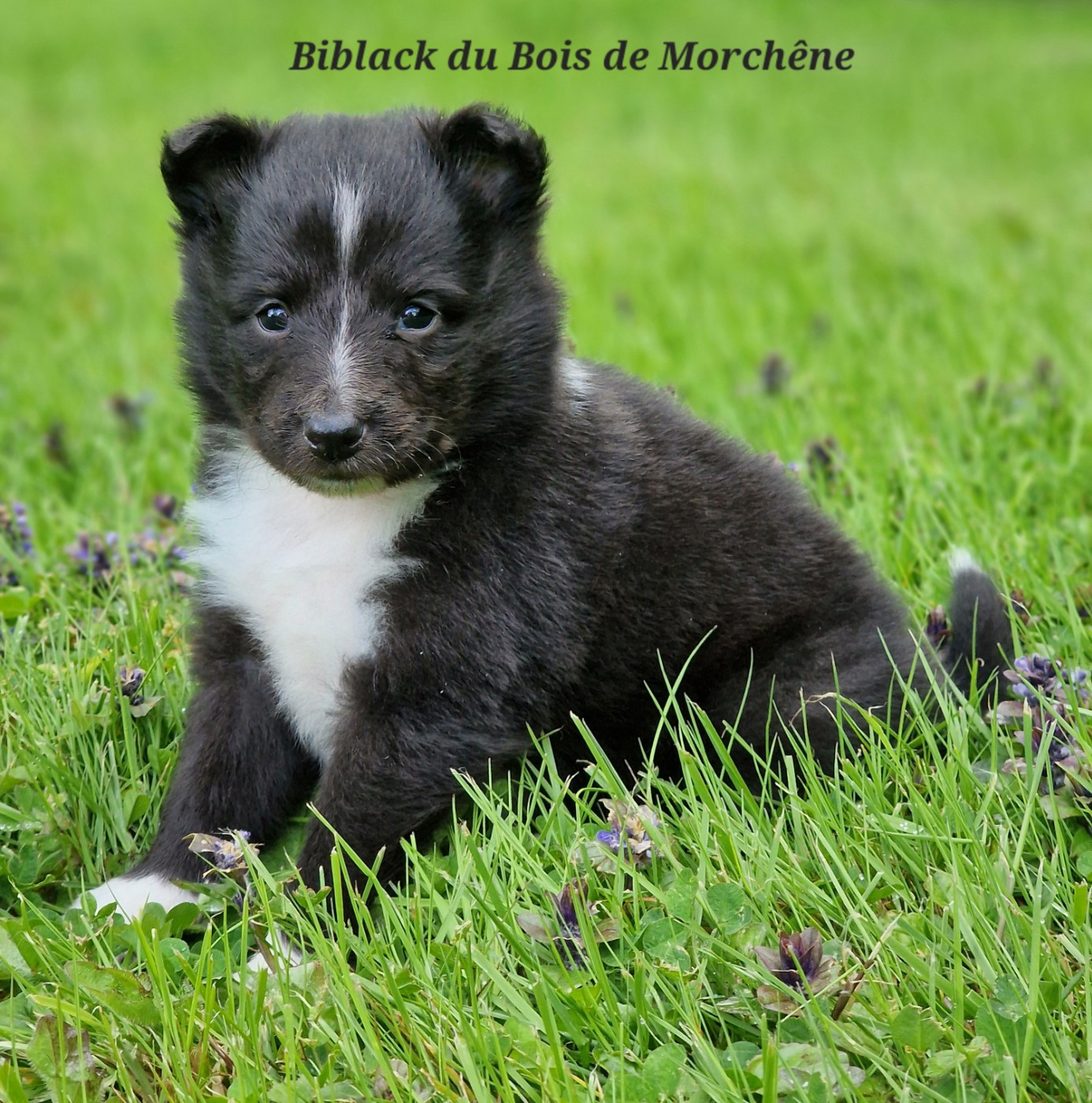 Du Bois De Morchène - Chiots disponibles - Shetland Sheepdog
