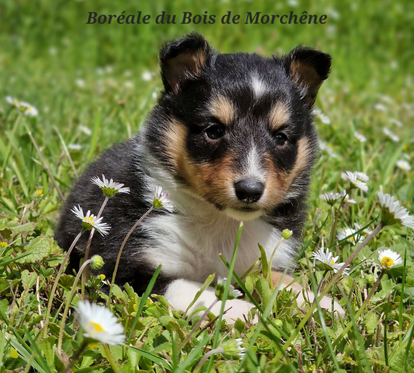 Du Bois De Morchène - Chiots disponibles - Shetland Sheepdog