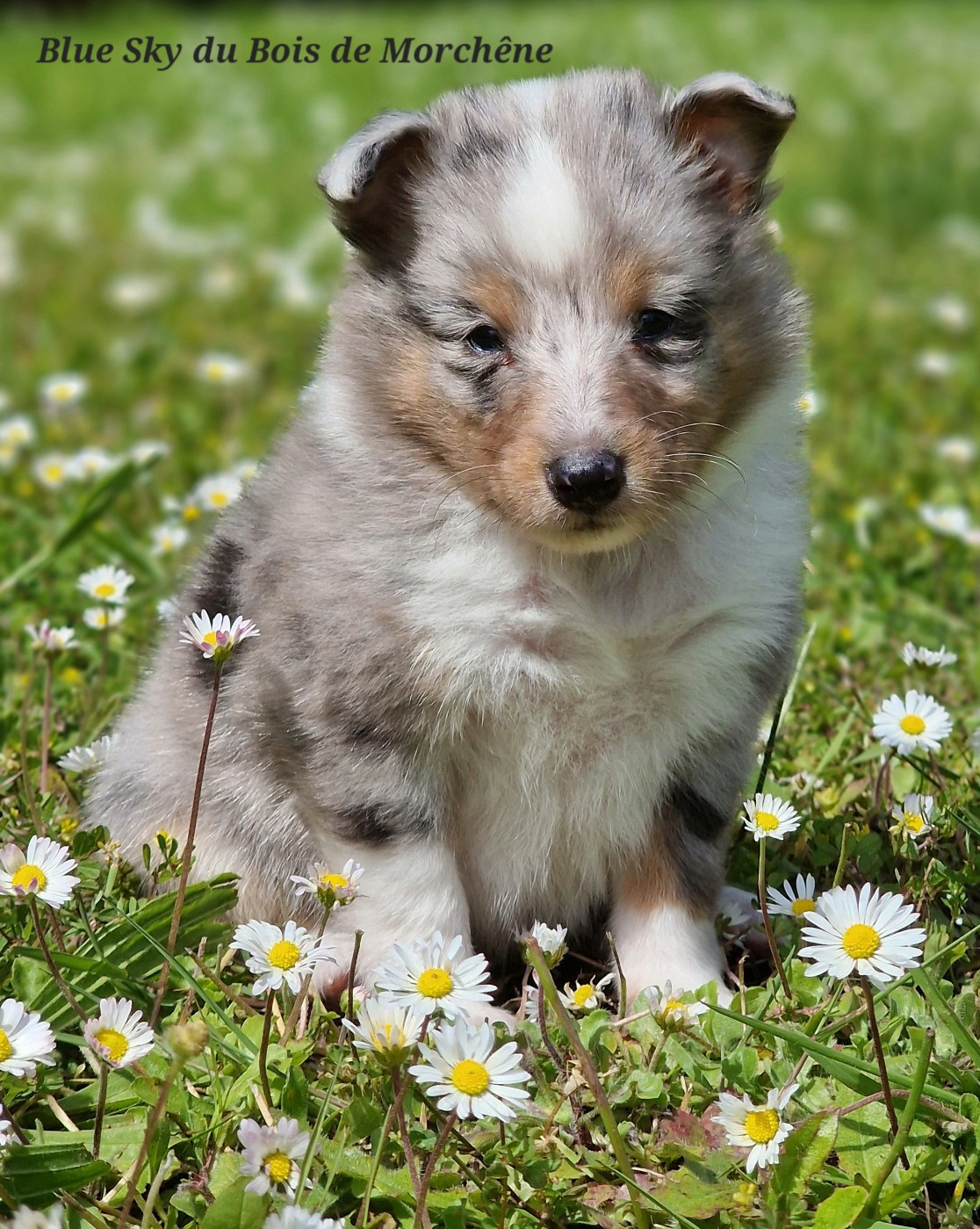 Du Bois De Morchène - Chiots disponibles - Shetland Sheepdog