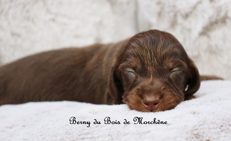 Du Bois De Morchène - Chiots disponibles - Teckel poil long
