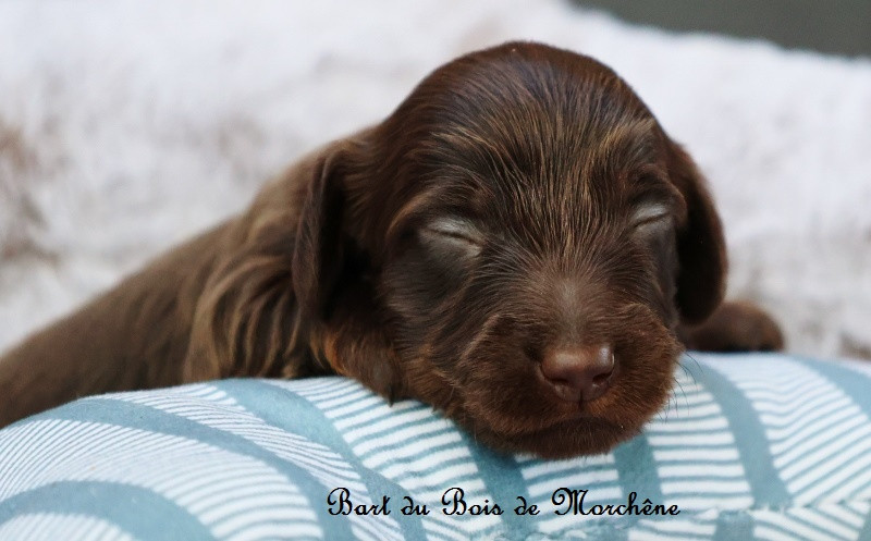 Du Bois De Morchène - Chiots disponibles - Teckel poil long