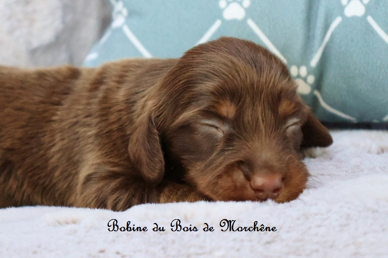 Du Bois De Morchène - Chiots disponibles - Teckel poil long