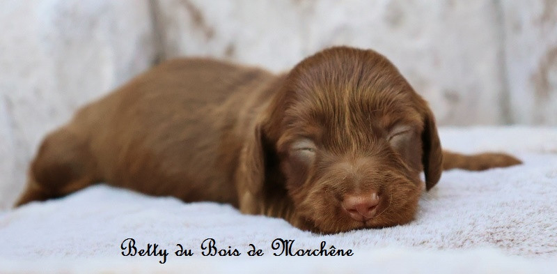 Du Bois De Morchène - Chiots disponibles - Teckel poil long