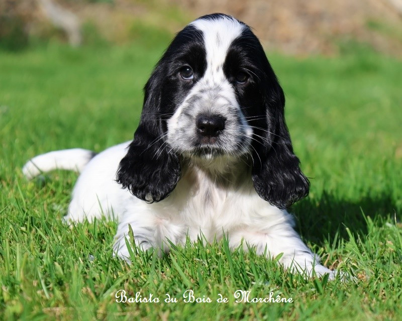 Du Bois De Morchène - Chiots disponibles - Cocker Spaniel Anglais
