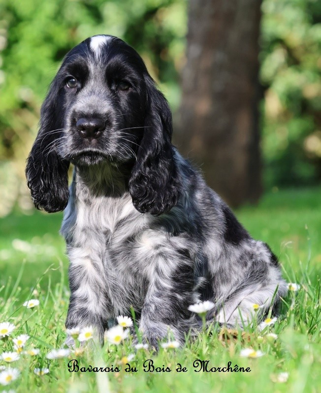 Du Bois De Morchène - Chiots disponibles - Cocker Spaniel Anglais
