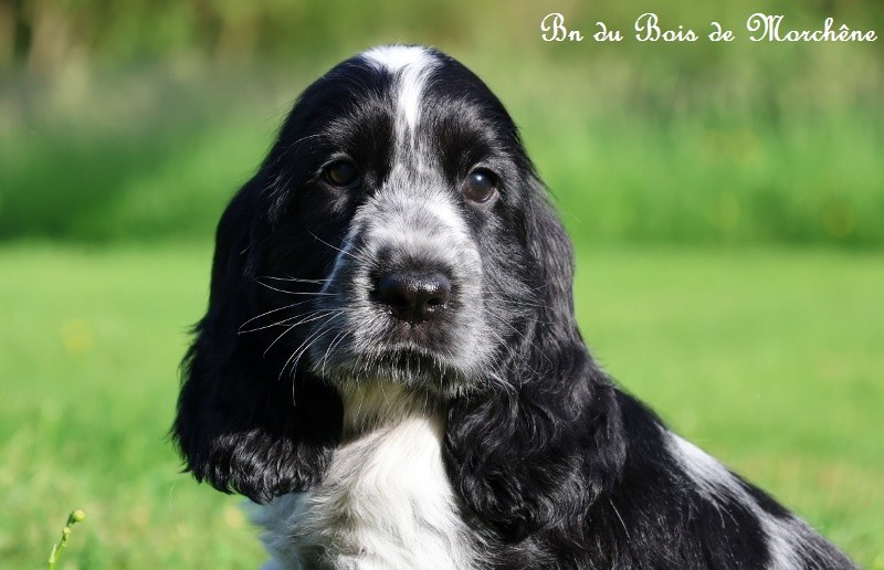 Du Bois De Morchène - Chiots disponibles - Cocker Spaniel Anglais