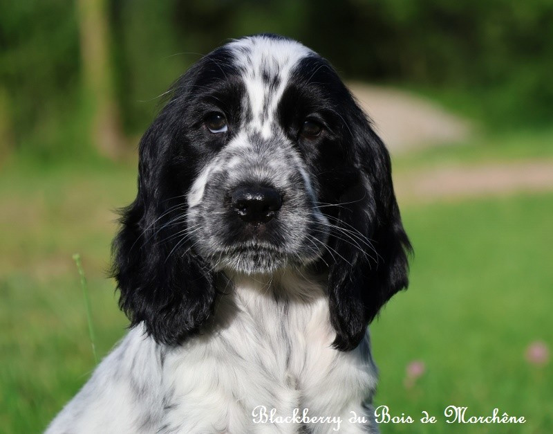 Du Bois De Morchène - Chiots disponibles - Cocker Spaniel Anglais