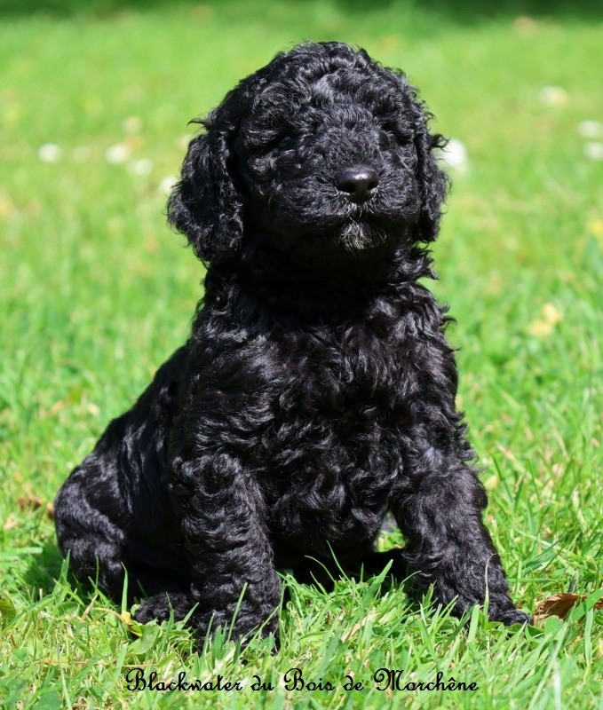 Du Bois De Morchène - Chiots disponibles - Caniche