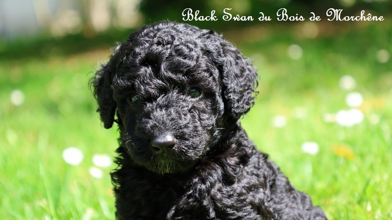 Du Bois De Morchène - Chiots disponibles - Caniche