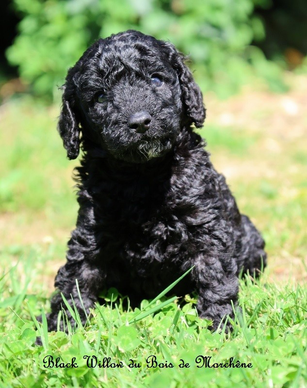 Du Bois De Morchène - Chiots disponibles - Caniche