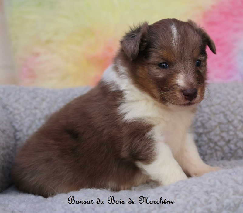 Du Bois De Morchène - Chiots disponibles - Shetland Sheepdog