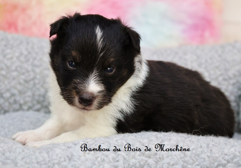 Du Bois De Morchène - Chiots disponibles - Shetland Sheepdog