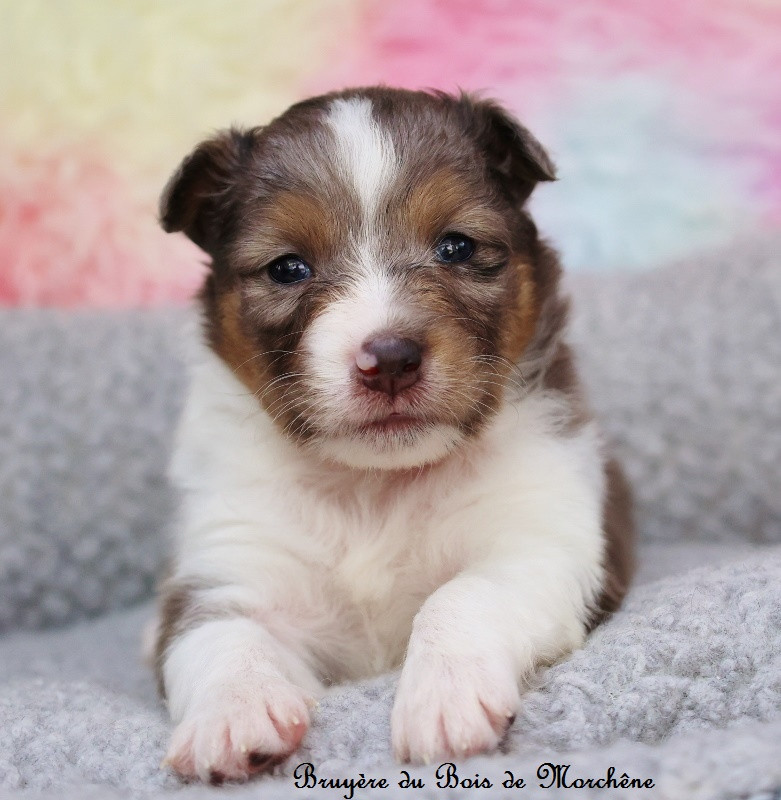 Du Bois De Morchène - Chiots disponibles - Shetland Sheepdog