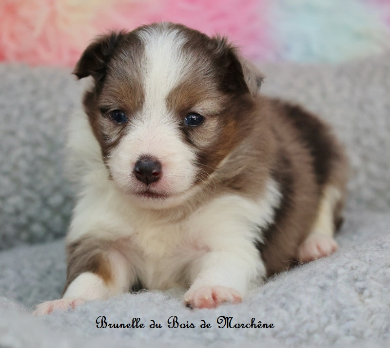 Du Bois De Morchène - Chiots disponibles - Shetland Sheepdog