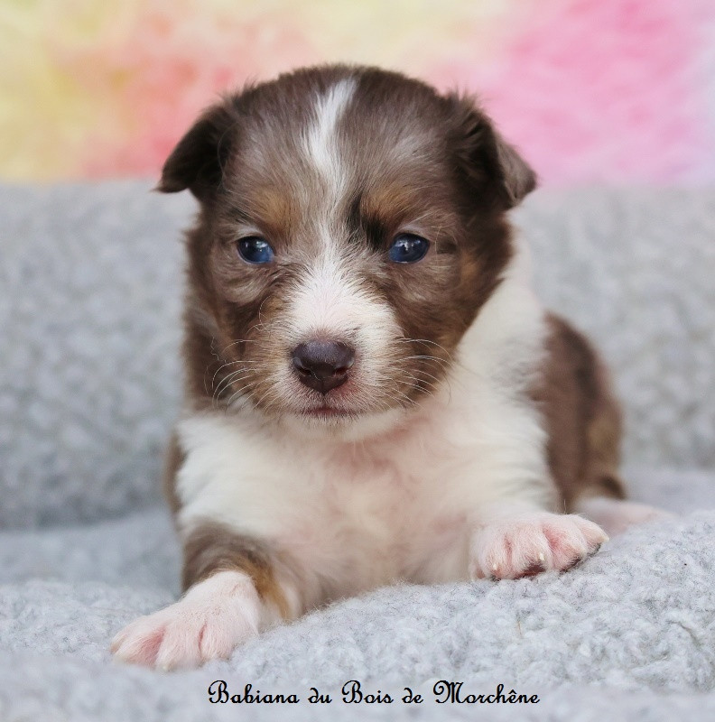 Du Bois De Morchène - Chiots disponibles - Shetland Sheepdog