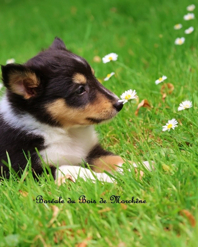 Du Bois De Morchène - Chiots disponibles - Shetland Sheepdog