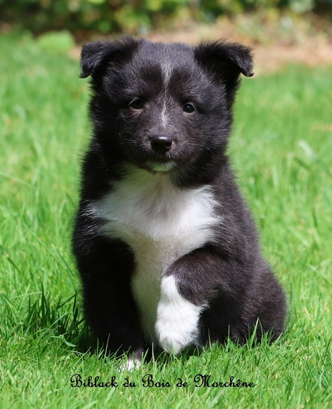 Du Bois De Morchène - Chiots disponibles - Shetland Sheepdog