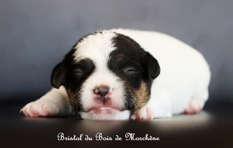 Du Bois De Morchène - Chiots disponibles - Parson Russell Terrier